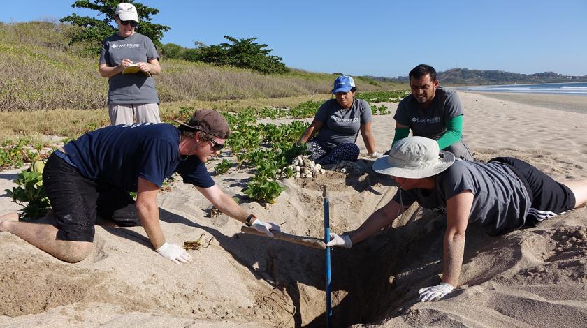 Earthwatch volunteers excavate a hatched leatherback sea turtle nest